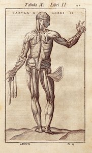 Planche anatomique représentant un homme de dos. Gravure dans "Anatomia Corporis Humani" par Juan Valverde De Amusco (1525-1588)