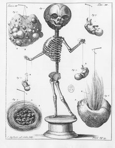 Planche anatomique représentant un squelette, par Frederik Ruysch (1638-1731), anatomiste néerlandais - Unknown artist