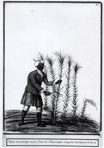 Antilles, nègre domestique coupant de la canne à sucre.