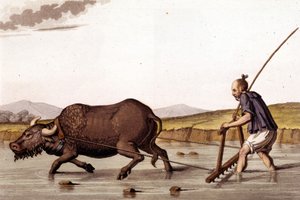 Labourer le champ de riz avec un bœuf - dans Le costume ancien et moderne par J. Ferrario, éd. Milan