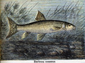 Barbeau commun. Gravure de 1897