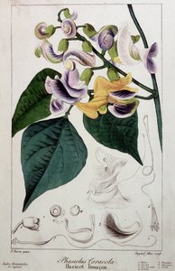 Phaseolus caracola (haricot lima), planche botanique
