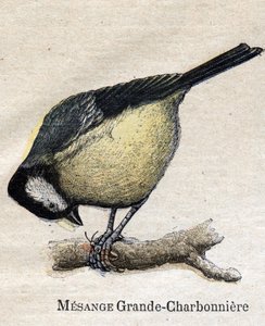 Oiseaux utiles à l