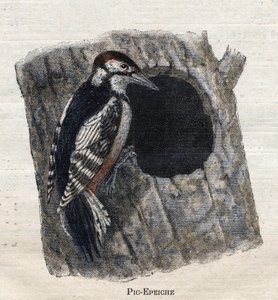 Oiseaux utiles à l