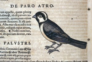 Oiseau noir dans Historia Animalium par Conrad Gesner (1516 - 1565), Tiguri