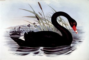 Cygne noir (cygnus atratus) - de « Birds of Australia » de J. Gould, début du 19ème siècle - Unknown artist