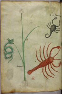 Illustration botanique et animale