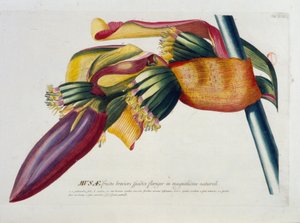 Planche botanique : Bananes, branche. n.d. 19e siècle