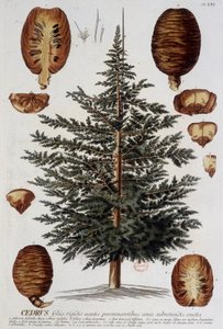 Planche botanique : Cèdre. n.d. 19e siècle - Unknown artist