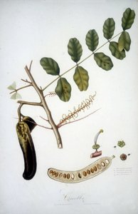 Planche botanique : branche de caroubier (Carobba).