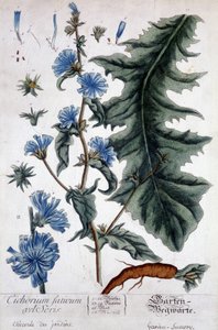 Planche botanique : cichorium factivum velseris (chicorée des jardins). - Unknown artist