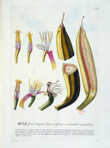 Planche botanique : fleurs et coupe de banane. n.d. 19e siècle