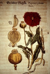 Planche botanique : pavot. D