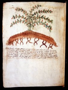 Planche botanique représentant l