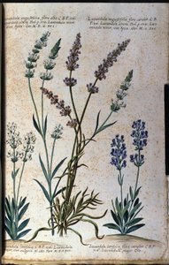 Planche botanique : lavande vraie (Lavandula angustifolia) et lavande aspic (Lavandula latifolia).