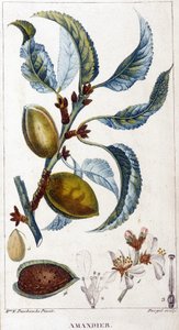 Branche, fleur et fruit de l