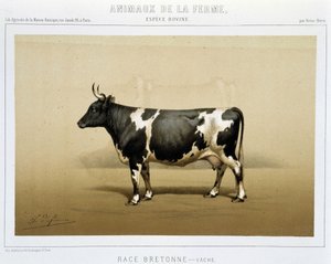 Vache bretonne - Unknown artist