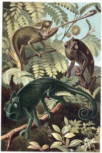 Caméléons (famille Chamaeleonidae) - gravure de « La Vie des Animaux » par Alfred Edmund Brehm (1829-1884) - Unknown artist