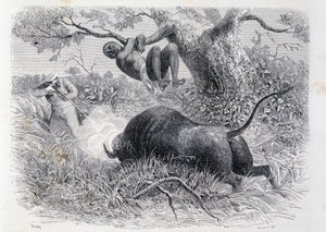 Le capitaine Speke chassant le buffle - dans "Tour du Monde" - Unknown artist