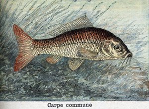 Carpe commune gravure de 1898