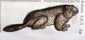 Castor - dans "Historia Animalium" de Conrad Gesner (1516 - 1565), Tiguri - Unknown artist