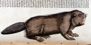 Castor - dans « Historia Animalium » de Conrad Gesner, Tiguri