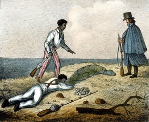 Collecte des œufs de tortue. Gravure du XIXe siècle.