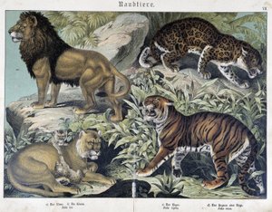Chats: lion, lionne, tigre - dans "Histoires naturelles des mammifères", éd. Schreiber