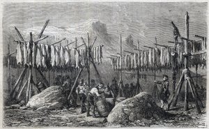 Séchage de la morue à Fiskerness au Groenland - Séchage de la morue à Fiskerness au Groenland Gravure dans « L
