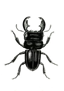 Coléoptères : Odontolarius giganteus - Unknown artist