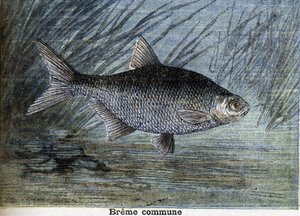 Brème commune. Gravure de 1897