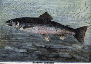 Saumon commun. Gravure de 1897