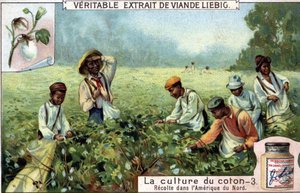Culture du coton en Amérique du Nord. Chromolithographie Liebig du XIXe siècle