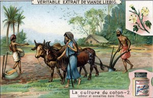 Culture du coton : labour et semis en Inde. Chromolithographie, image Liebig - Unknown artist
