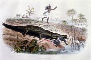 Crocodile dévorant un petit enfant