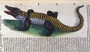 Crocodile. dans Historia Animalium de Conrad Gesner (1516 - 1565), Tiguri