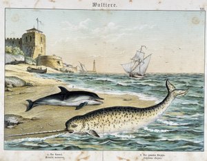Dauphin et Narval (ou Narhwal), un cétacé - dans "Histoires naturelles des mammifères", éd. Schreiber