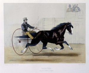 Dexter trotteur - dans « Le Centaure »