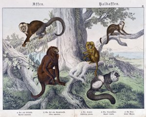 Différentes races de singes - Unknown artist