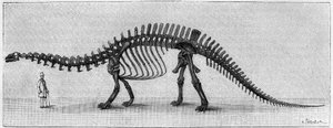 Squelette de dinosaure : « Brontosaurus excelsus », Jurassique supérieur des Montagnes Rocheuses.