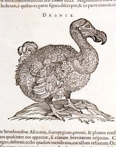 Dodo ou Dronte. Oiseau disparu - dans « De Indiae utriusque re naturali et medica » de Gulielmi Pisonis, Amsterdam
