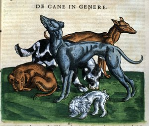 Chiens d