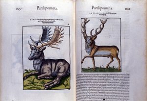 Double page de cerfs dans Historia Animalium de Conrad Gesner, Tiguri