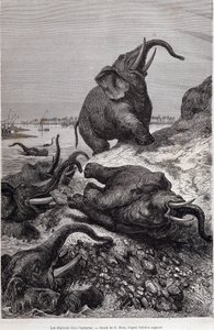 Éléphants grimpant la berge d