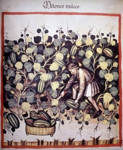 Gravure représentant la récolte de melons du « Tacuinum Sanitatis » - Unknown artist