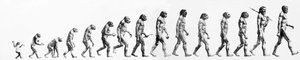 Évolution : Comparaisons des morphologies du singe à l
