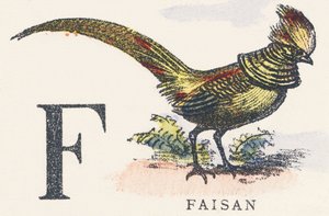 F : faisan