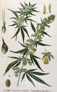 Plante de cannabis femelle. Gravure du 19ème siècle - Unknown artist