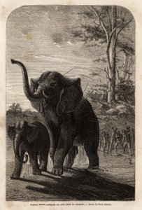Éléphante protégeant son petit des chasseurs de javelines du Zambèze. Gravure pour illustrer les premiers voyages du Dr Livingstone en Afrique australe de 1840 à 1856, dans « Le tour du monde, nouveau journal des voyages » publié sous la direction d