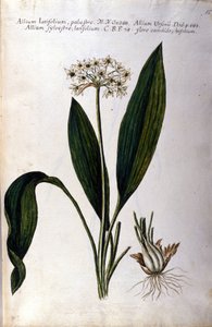 Ail. Herbier du XIXe siècle.